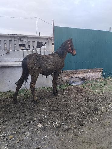 Башка жаныбарлар: Сатам | Бээ (ургаачы) | Жумушка | Асыл тукумдуу — 5