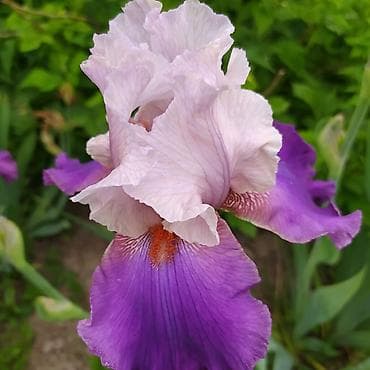 токмок тумба: Ирисы 100сом — 8