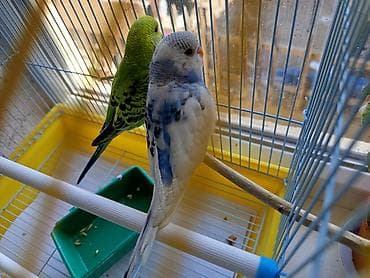 Волнистые попугаи пара. есть кормушки поилка минеральный камень качели