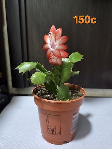 Комнатные растения: Комнатные растения в горшках 1) Гузмания (Bromeliaceae) - Эффектное — 5