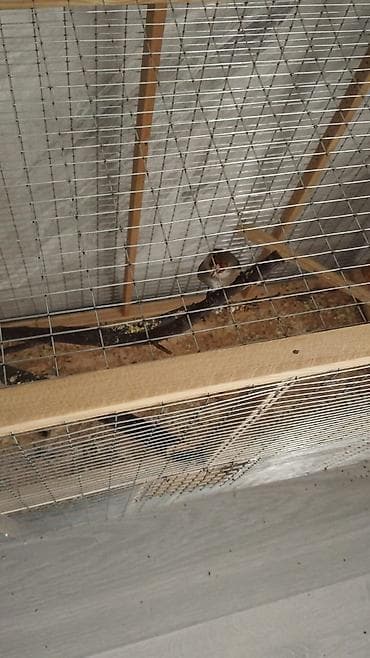 работу охраны: Защитные сетки от птиц — 1