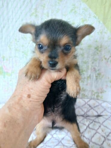 Йоркширский терьер, 1 месяц, Самец, С родословной