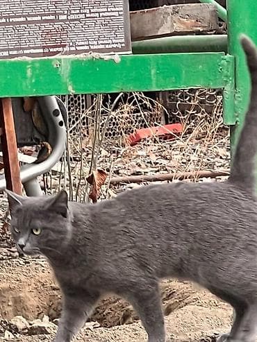 Кошки: Скотиш Страйт (Шотландская прямоухая), 11 месяцев, Мальчик, Серый — 5