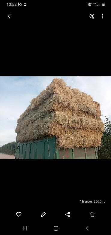 тюк кант: Арпа саман сатам жеткирип беребиз. с доставкой салома ячмень — 1