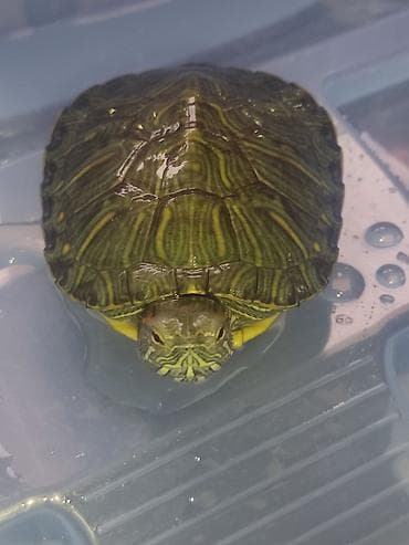 куплю рыбу форель: Красноухие черепахи (бразильские) акватеррариумом, и без в наличии 20 — 4