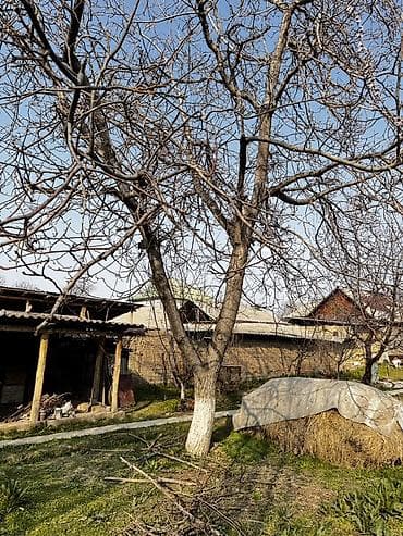 Грецкий орех (плодовое дерево, взрослое) - Порода: грецкий орех - at lalafo.kg Грецкий орех (плодовое дерево, взрослое) - Порода: грецкий орех -