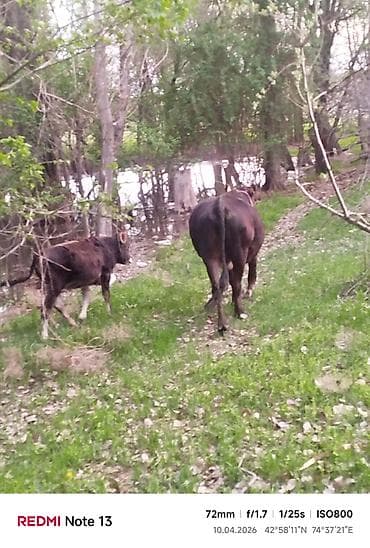 Продаю | Корова (самка) | Полукровка | Для разведения | Привязанные — 5