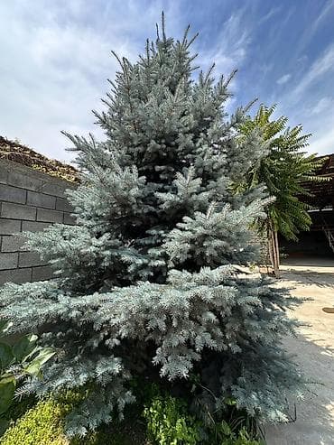 обрезь: Голубая ель (Picea pungens ‘Glauca’) для ландшафтного озеленения. - — 2