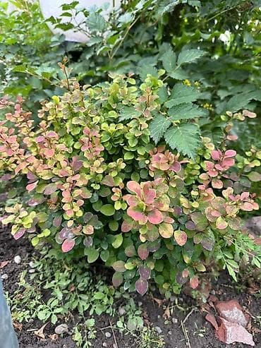 картофель семенной: Продаю все виды садовых растений,кустарников и цветов. Ош — 4