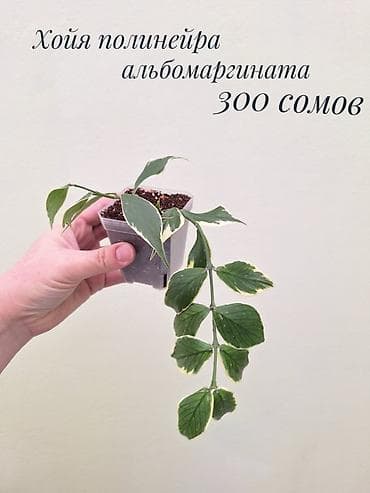 забыл: • Комнатные растения (укоренённые черенки/детки/молодые — 3