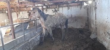 кошка продаётся: Продаю | Кобыла (самка) — 2