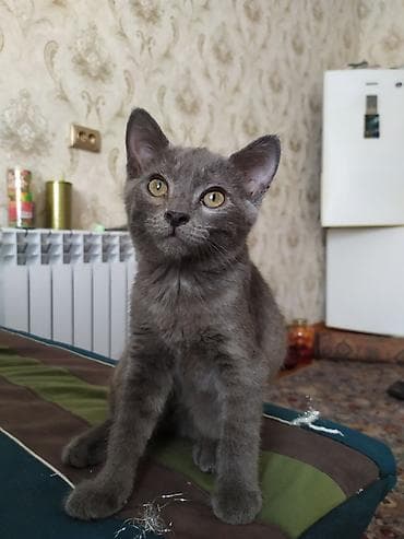 4 месяца, Мальчик, Серый