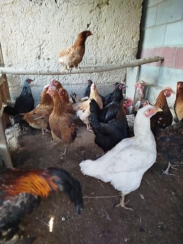 Аквариумы: Дамашный тооктор сатылат активный 23 тоок 3 короз бар алмашу жолдору — 1