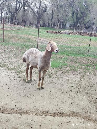 домашние птицы: Продаю | Овца (самка) | Для разведения | Племенные — 7