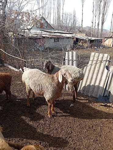 итер: Сатам | Ургаачы кой (ургаачы) | Көбөйтүү үчүн | Ургаачы — 1