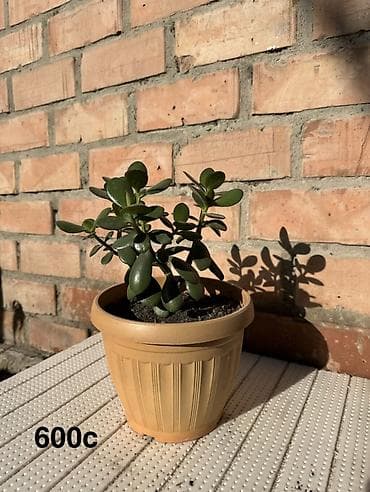 фиалки купить: Комнатные растения в горшках и срезы: 1) Спатифиллум крупный в белом — 10