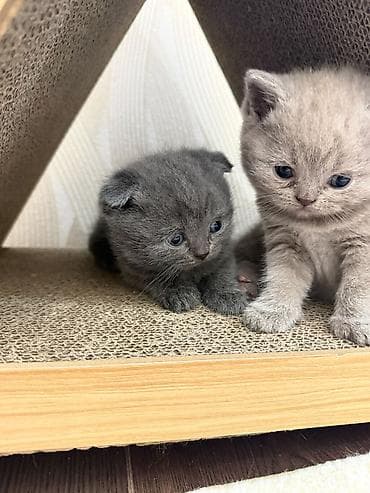 сиямский кошка: Вязка: Скотиш Фолд (Шотландская вислоухая), Мальчик, 2 года, Голубой — 6
