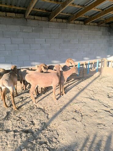 наполнитель для животных: Продаю | Ягненок | Арашан | Для разведения — 4