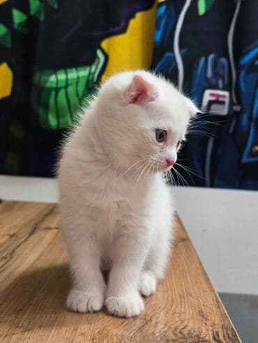 продаю тюк: Продаются котята шотланской породы — 8