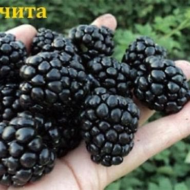 чернозём портер: Ежевика крупноплодная (садовая) - Ягоды очень крупные — 1