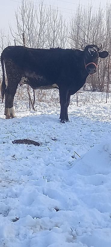 яйцо страуса для инкубации: Продаю | Тёлка | Швицкая | Для молока | Стельные — 7