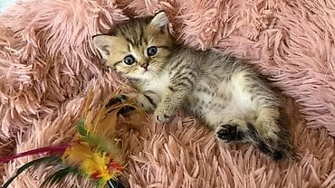лысые котята: 🐾Открыта бронь на британских короткошерстных котят! 🐾 ❤️Оба родителя — 5