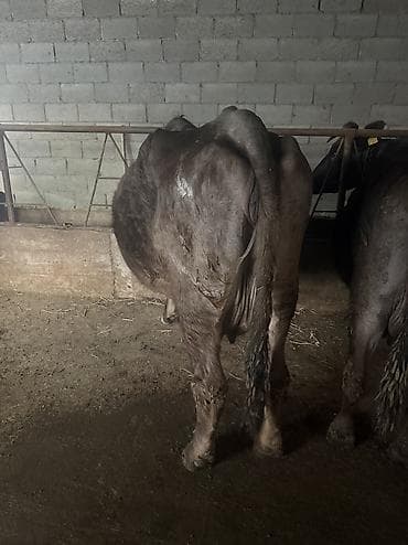 Собаки: Продаю | Корова (самка) | Монбельярд | Для молока | Стельные — 2