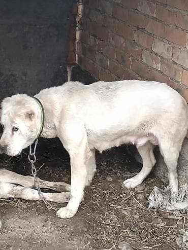 шинки алабай: Алабай, 3 года, Самка — 2