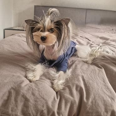 уайт терьер: Йоркширский терьер, 1 месяц, Самец, С прививкой, С родословной — 8