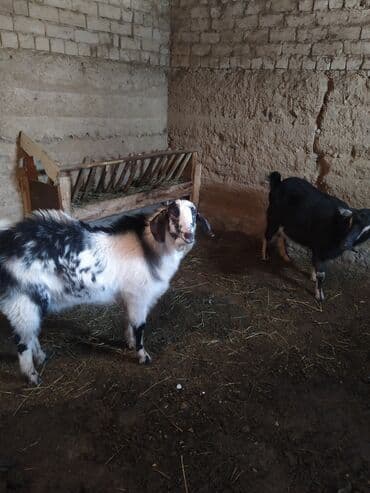 Продаю | Коза (самка)