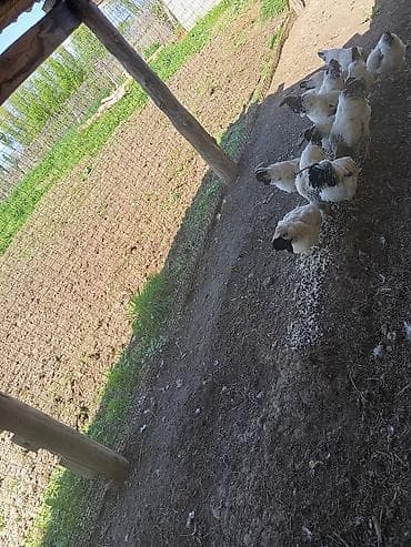 авган матки: Продаю | Куры | Несушки — 4