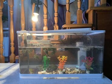 Черепахи красноухие маленькие 3-5 см панцырь продаю аквариум с