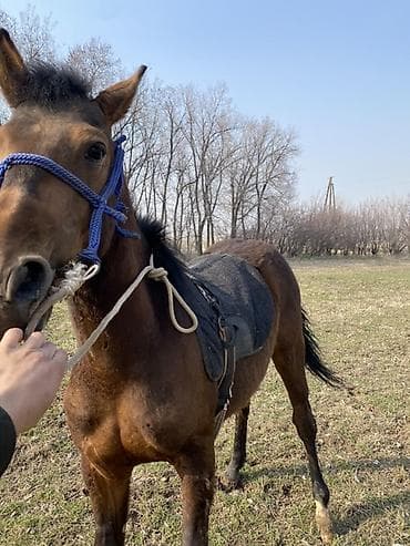 бельгийский бык цена: Продаю | Жеребец | Конный спорт — 3