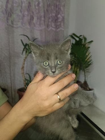 котенок шиншилла цена: Котята домашние, окрас: - дымчато‑серый с белым «галстуком» на груди - — 6