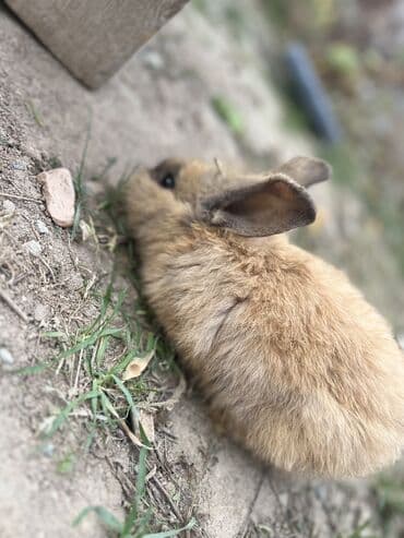 зайчик живой: Пухлый декоративный кролик (порода типа «львиная голова») в комплекте — 3