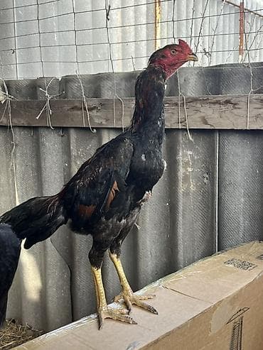 веслоухий кошка: Продаю | Петух | Бойцовая | Для разведения — 3