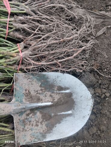 Садовые инструменты и инвентарь: Саженцы цветка: Розы — 10