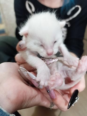 я ищу котёнка: Белоснежных котёнка с короткой мягкой шерстью. Окрас однотонный белый — 3
