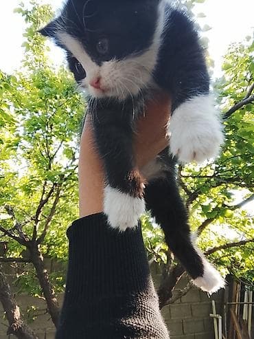 ищу котика: 2 месяца, Мальчик, Биколор, Приучена к лотку — 4