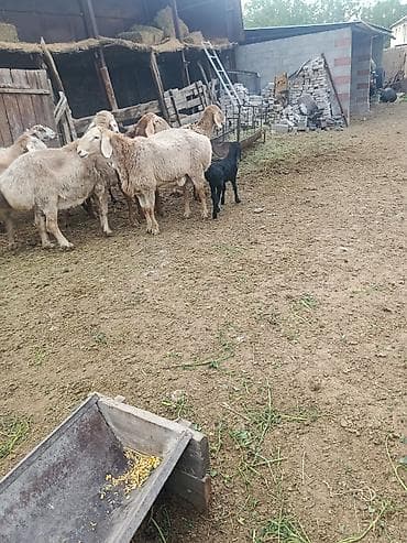 лама альпака: Продаю | Овца (самка) | Для разведения | Матка — 6