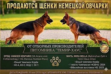 немецкая овчарка щенок самец: Продаются очень перспективные щенки, выставочного уровня, с ярким — 1