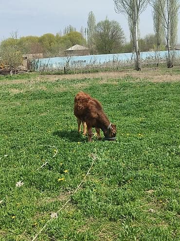 живой баран: Продаю | Музоо, торпок | На откорм | Привязанные — 2