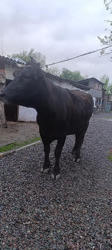 кекилик бишкек: Сатам | Уй (ургаачы) | Көбөйтүү үчүн | Байланган — 1