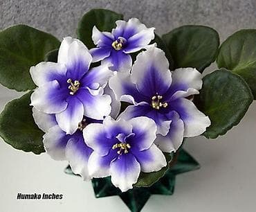 Продаю детки сортовых фиалок,около 200 сортов🌺🌿🌺. Цены 80-130сом. Есть