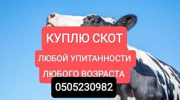 ферма: Сатып алам | Уйлар, букалар, Жылкылар, аттар | Күнү-түнү, Бардык шартта, Союлган