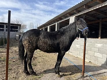 живой корм: Продаю | Конь (самец) — 2