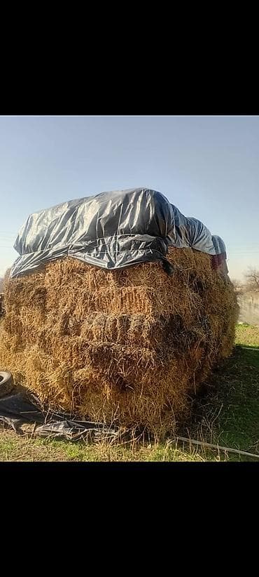 солом: Сено клевер 2 укос только звонить село Новопокровка - Тип — 2