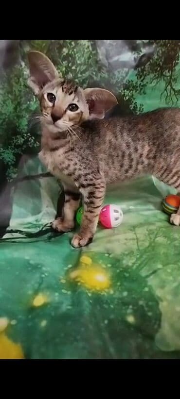 шотландская золотая шиншилла цена: Ориентальная, 2 месяца, Девочка, Черепаховый — 22