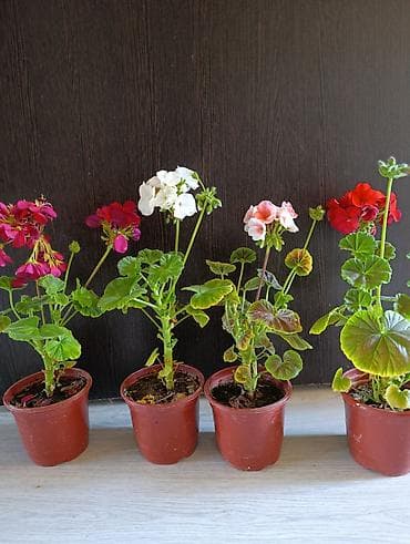 Герандар сатылат 280 сом