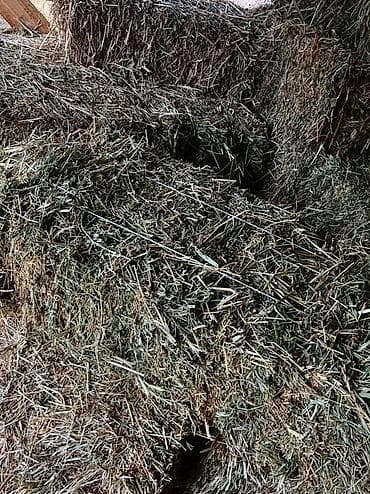 Сено в тюках - Прессованные прямоугольные тюки. - Натуральная at lalafo.kg Сено в тюках - Прессованные прямоугольные тюки. - Натуральная